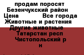 продам поросят .Безенчукский район  › Цена ­ 2 500 - Все города Животные и растения » Другие животные   . Татарстан респ.,Чистопольский р-н